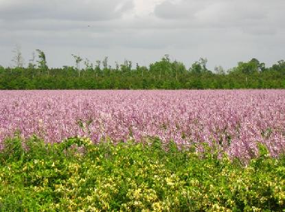 A colorful field in North Carolina