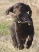 Click on the Boykin photo to read the article by Clarke C. Jones.
